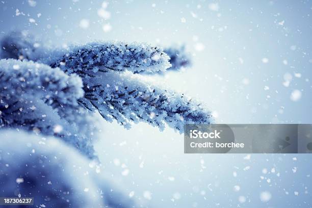 Árvore De Inverno - Fotografias de stock e mais imagens de A nevar - A nevar, Abeto, Ao Ar Livre