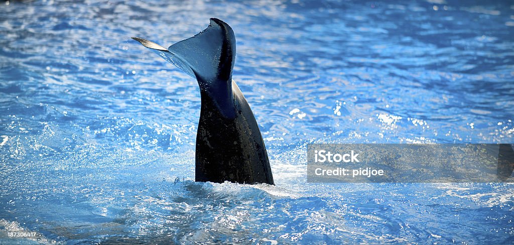 tail of killer whale tail of diving killer whale Orca Stock Photo