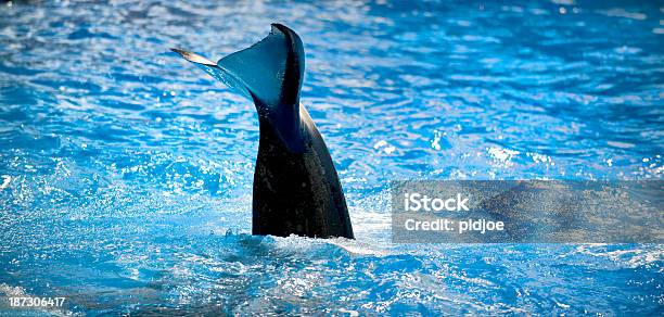 Tail Of Killer Whale Stock Photo - Download Image Now - Orca, Animal, Animal Fin