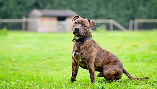 Staffy cross type dog in the park