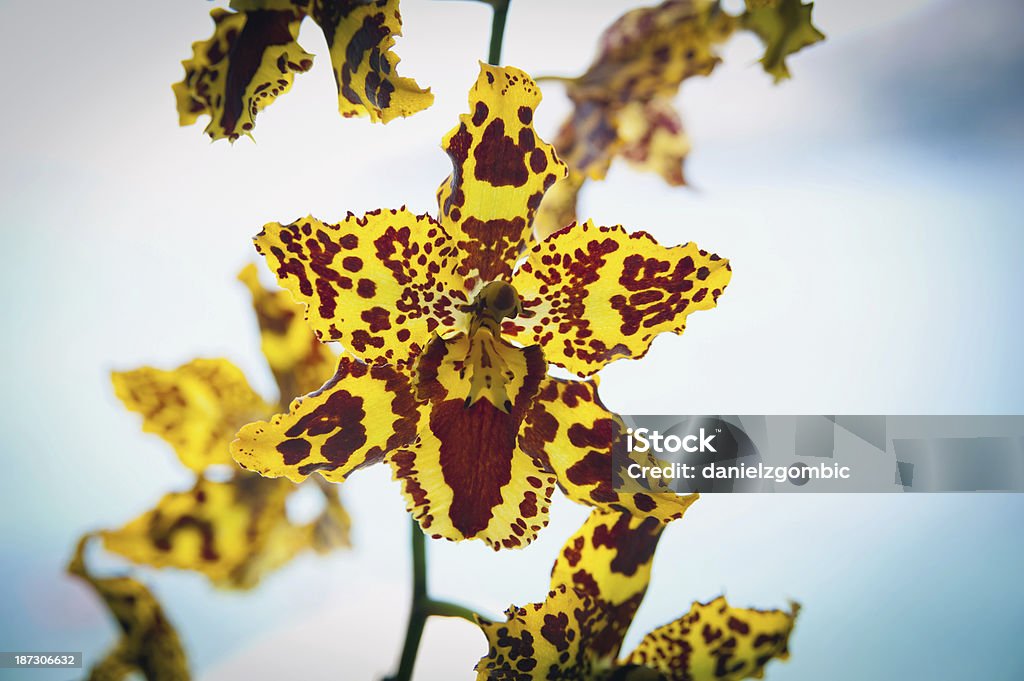 Jaune Psychopsis - Photo de Araignée libre de droits