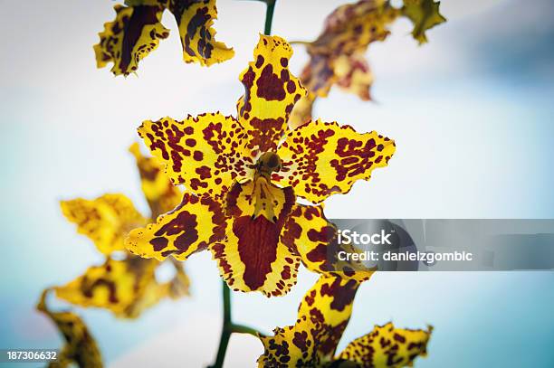 Photo libre de droit de Jaune Psychopsis banque d'images et plus d'images libres de droit de Araignée - Araignée, Arbre en fleurs, Beauté