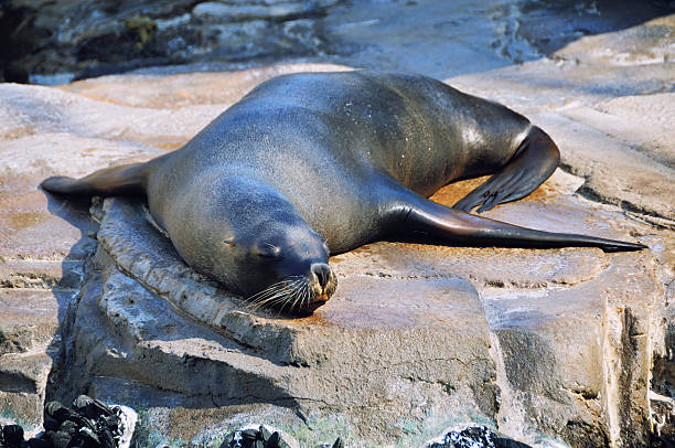 istock Seal in Valencia, Spain 187306703