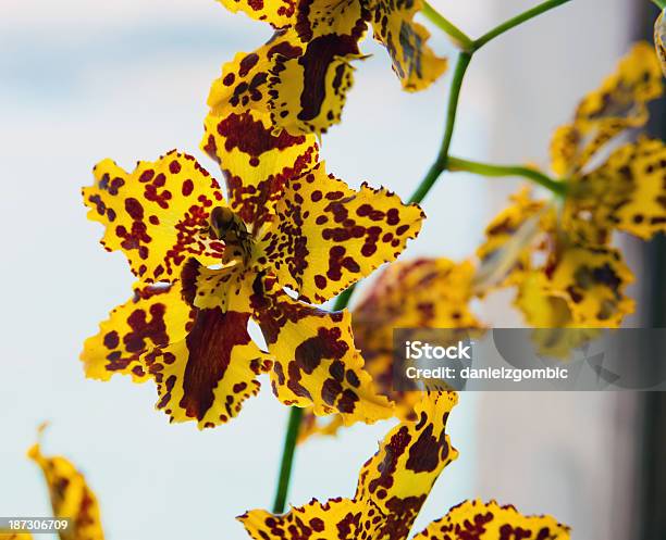 Amarillo Psychopsis Foto de stock y más banco de imágenes de Amarillo - Color - Amarillo - Color, Araña, Belleza