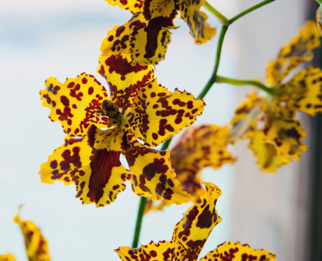 Pscychopsis orchid flowers . Selective focus.