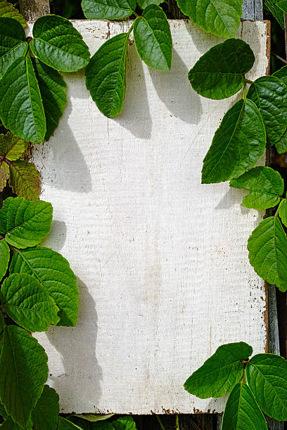 istock Old wooden signboard amongst foliage. 187306741