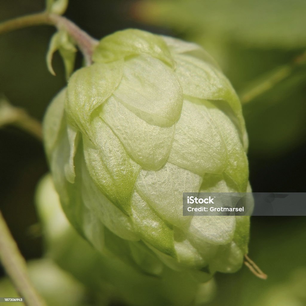 Tomates hop cones tomado Plano aproximado. - Royalty-free Agricultura Foto de stock