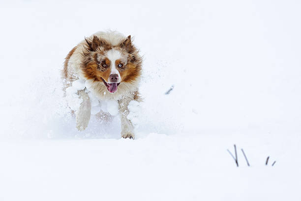 istock Australian Shepherd running in the snow 187307021