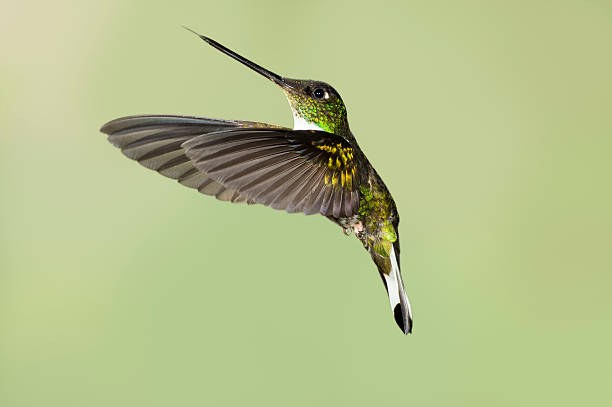 istock Female Collared Inca Hummingbird with Wings Facing Left 187307099