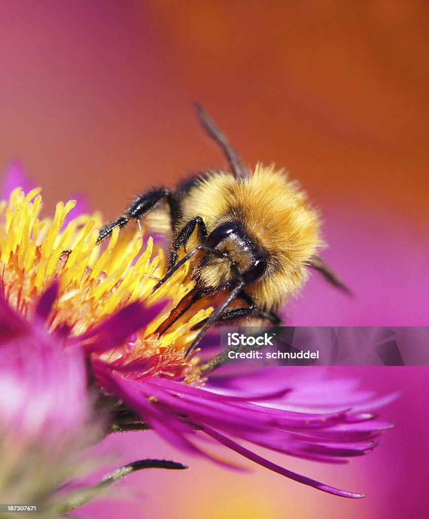 Bumble bee en michaelmas daisy - Foto de stock de Alimentar libre de derechos