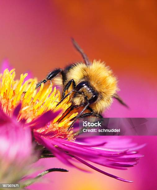 Bumble Pszczoła Na Michaelmas Daisy - zdjęcia stockowe i więcej obrazów Aster - Aster, Bliskie zbliżenie, Botanika