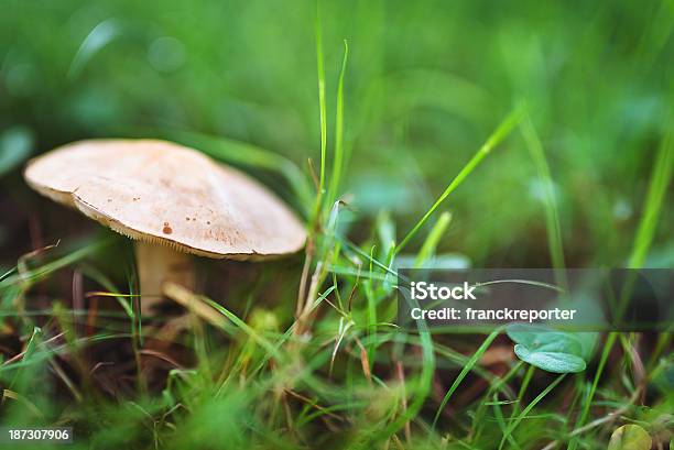 Pilz Auf Nassen Feld Stockfoto und mehr Bilder von Fotografie - Fotografie, Giftpilz, Gras