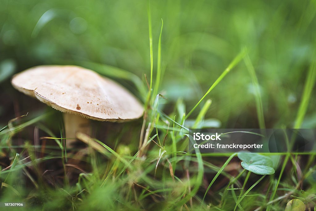 Cogumelo no campo molhado - Royalty-free Ao Ar Livre Foto de stock