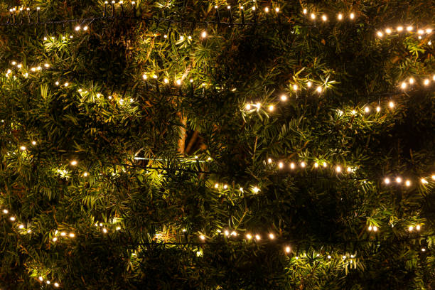 istock green fir tree branches with led lights 1873082442