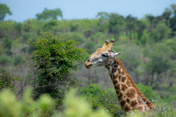 istock Pretty specimen of a wild giraffe 1873086385