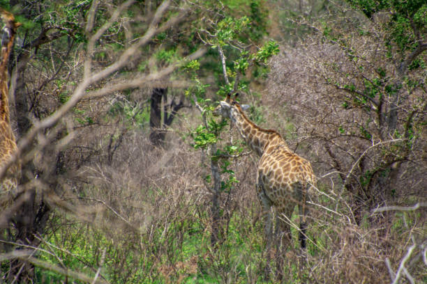 istock Pretty specimen of a wild giraffe 1873087161