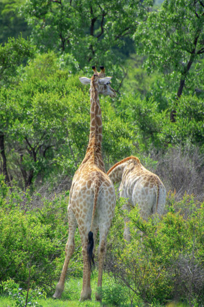 Pretty specimen of a wild giraffe  in the nature of South Africa