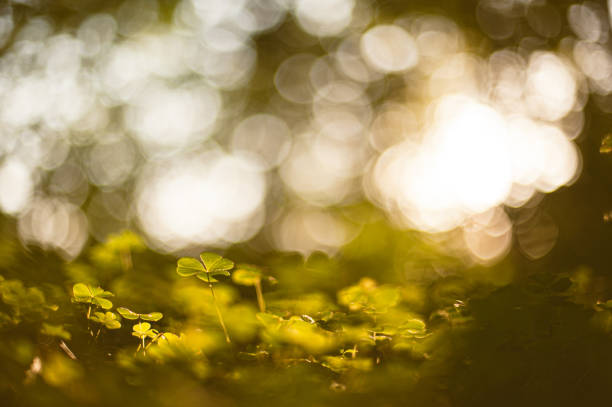 istock Clover plants in low sun on forest floor.. 1873089236