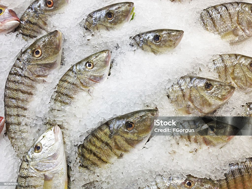 Fisch-Bild - Lizenzfrei Eis Stock-Foto