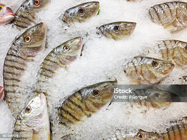 Foto de Peixeimagem Stock e mais fotos de stock de Gelo - Gelo, Peixe, Alimentação Saudável