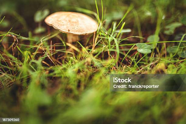 Fungo Sul Campo Bagnato - Fotografie stock e altre immagini di Ambientazione esterna - Ambientazione esterna, Autunno, Cibo