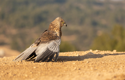 The marsh harrier on the ground