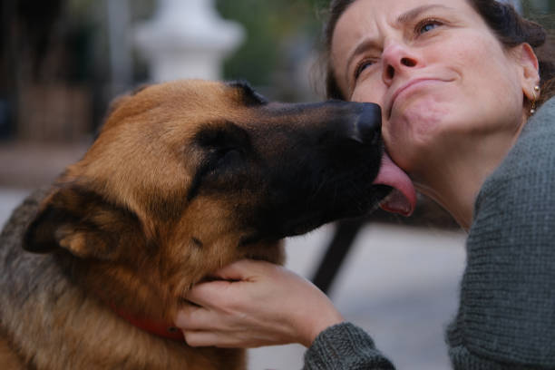 German shepherd dog kissing his female owner. German shepherd and owner, true love.