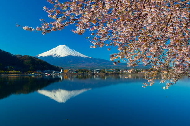 istock Mount Fuji seen throught cherry blossom 187309439