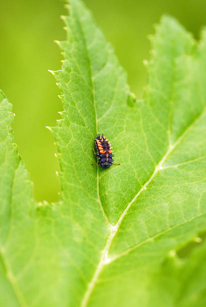 istock pupal stage of the Ladybug 187309551