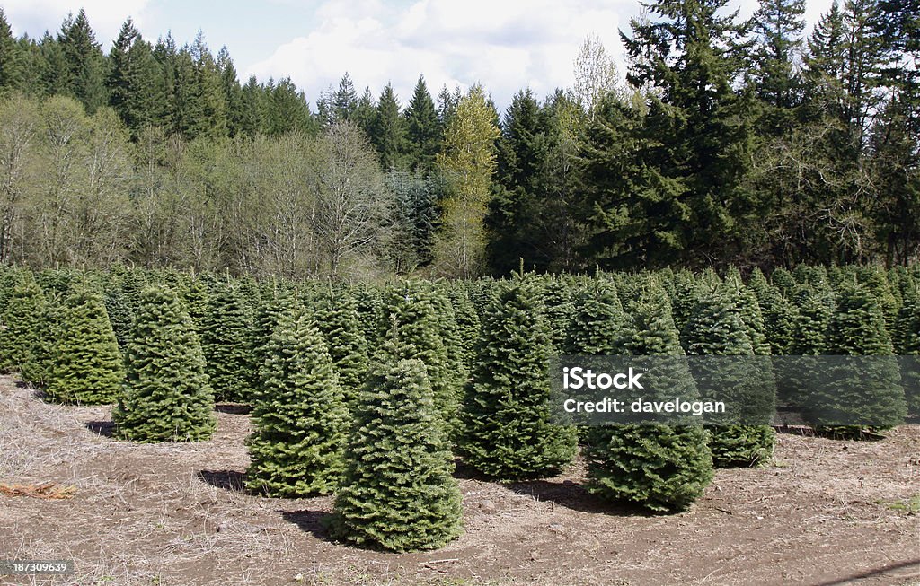 Christmas Tree Farm - Foto de stock de Colher - Atividade agrícola royalty-free