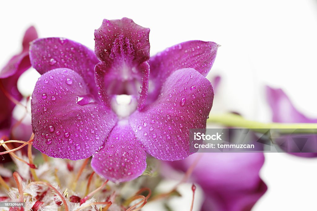 Orchidea - Foto stock royalty-free di Acqua