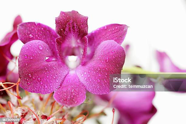 Orchidea - Fotografie stock e altre immagini di Acqua - Acqua, Bagnato, Bellezza naturale