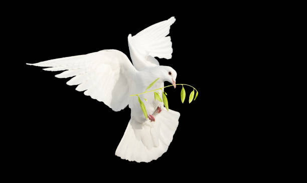 istock white dove in flight with a branch in its beak isolate on black 1873097961