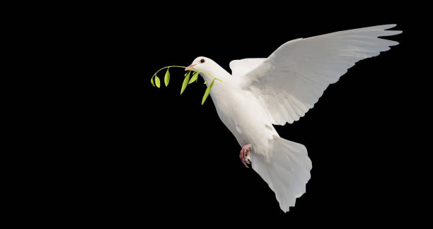 istock white dove in flight with a green branch in its beak isolate on black 1873097989