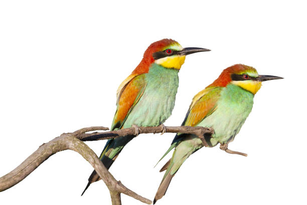 istock colorful bee-eater birds sitting on a branch isolate 1873098457