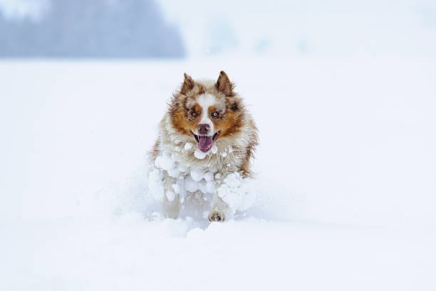 istock Australian Shepherd running in the snow 187310400