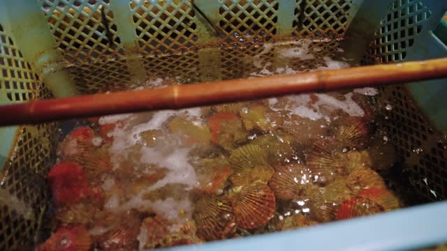 Scallops in Live Tank at Fish Market