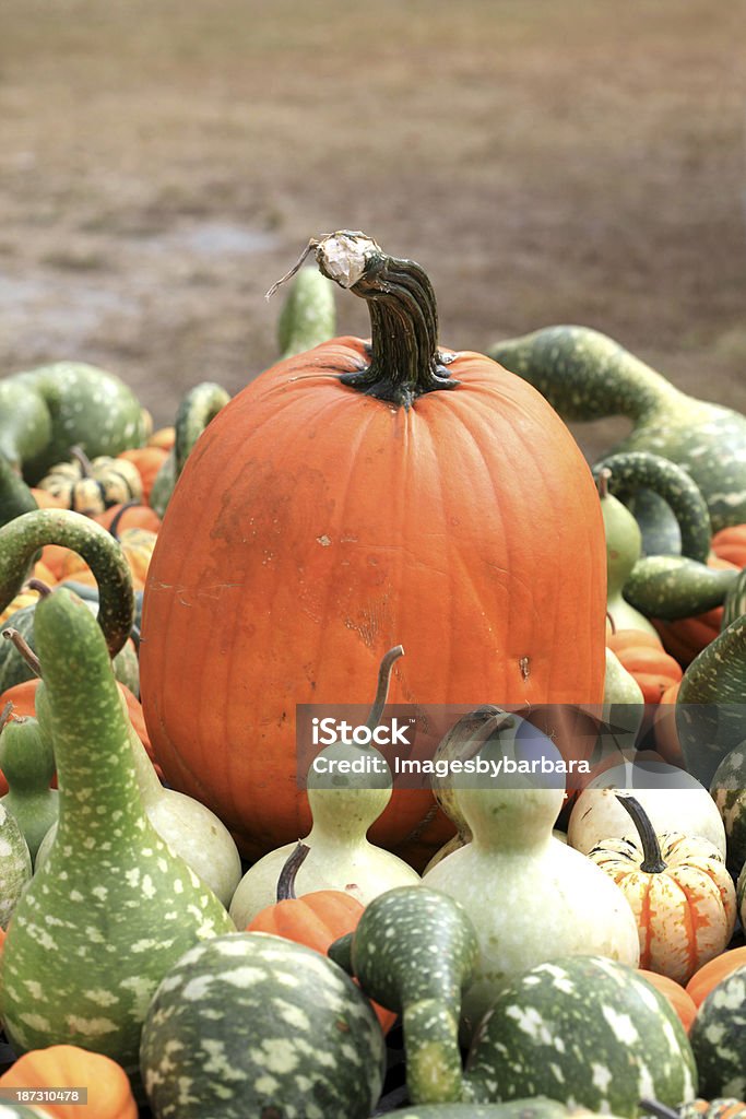 Kürbis - Lizenzfrei Agrarbetrieb Stock-Foto