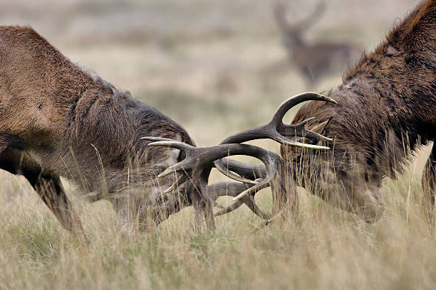 istock Two stags fighting in the rut 187310511