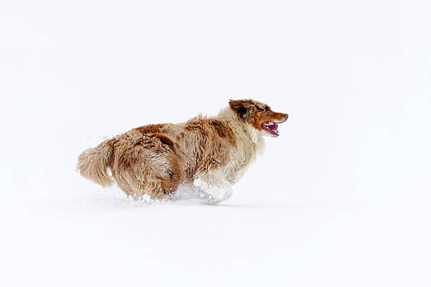 istock Australian Shepherd from side view running on the snow field 187310853
