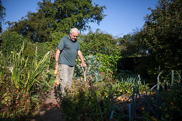 Gardening Elderly Gentleman stock photo
