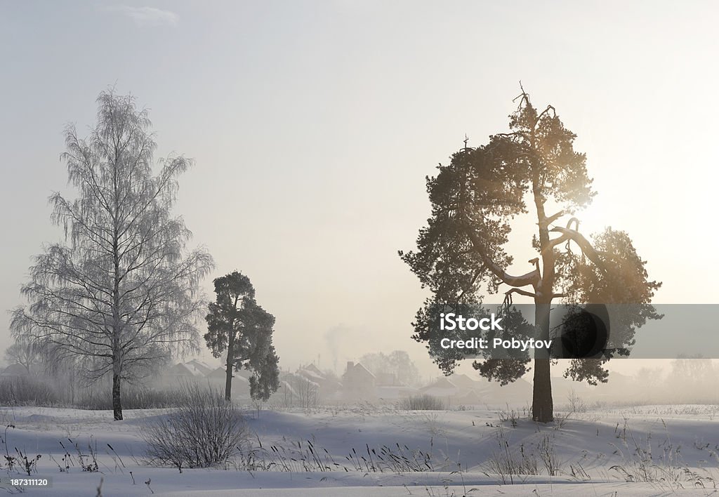 Mattina invernale - Foto stock royalty-free di Albero