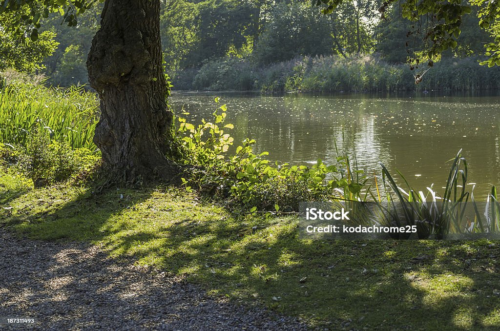 lake a lake with dappled sunlight and trees Beauty In Nature Stock Photo