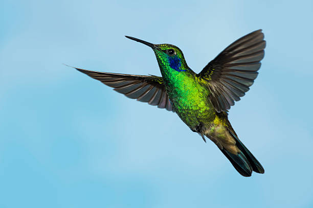 istock Green Violetear Hummingbird Tilted Left 187311879