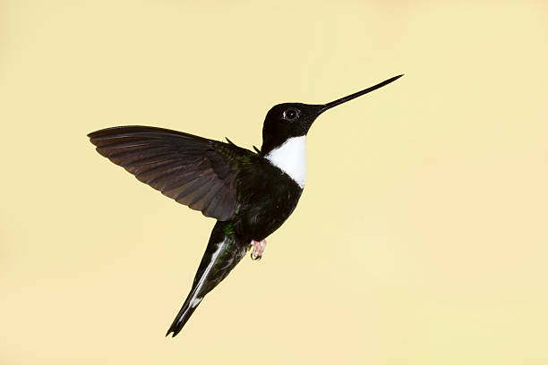 istock Male Collared Inca with Wings Back 187312151