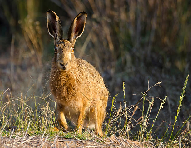 Australian brown hare stock photo