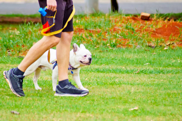istock dog on a pleasant walk with its owners in a green environment 1873127143
