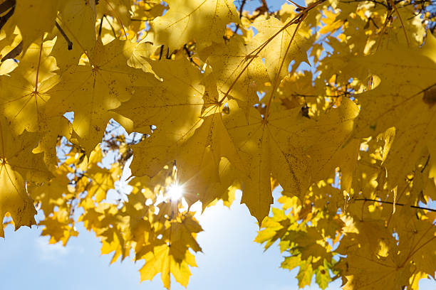 istock Yellow maple leaves on sky background 187314015