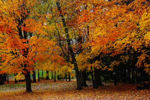 forest of Quebec, Canada