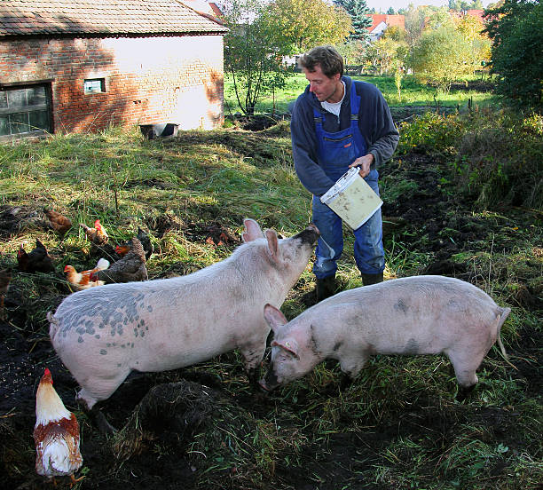 Organic farmer feeds his pigs stock photo